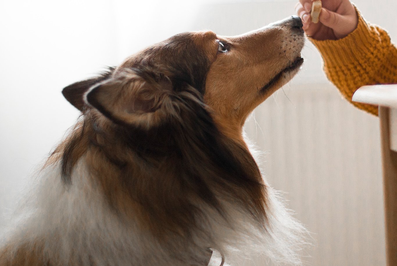 Spray Huile de saumon pour chiens et chats