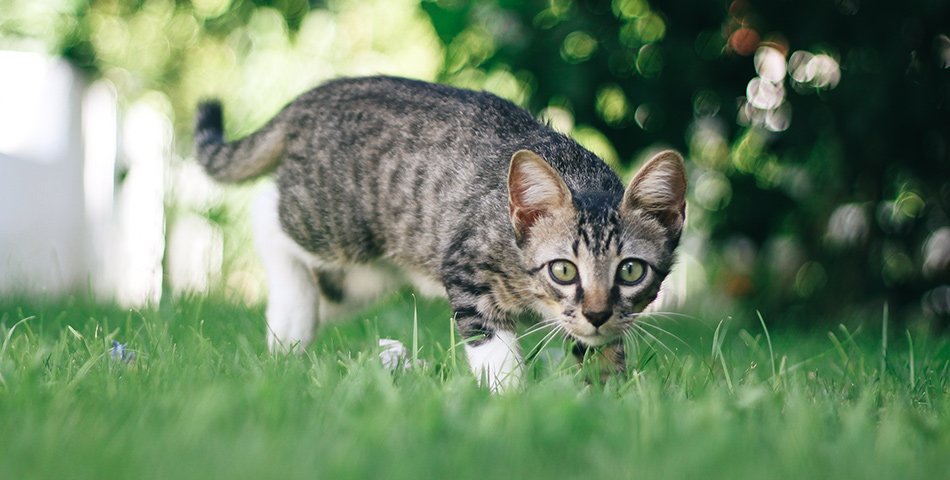 Igiene e Toelettatura gatto