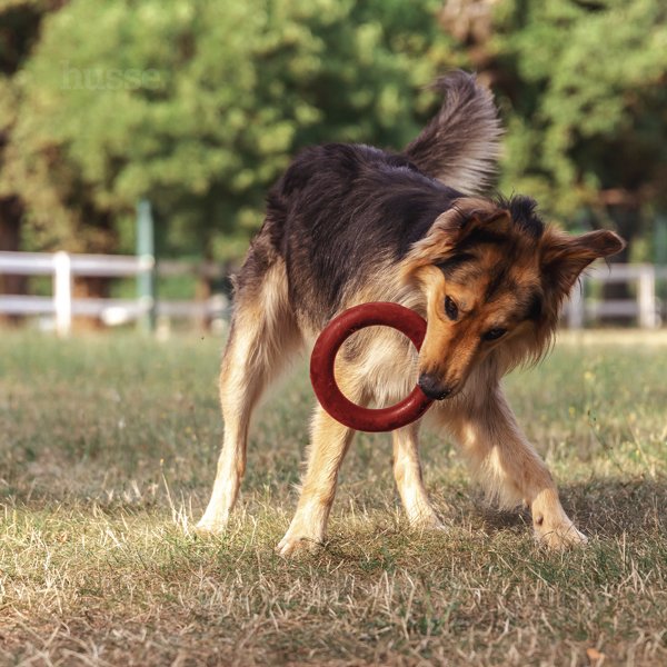 Jouet anneau à lancer et à mordre pour chien