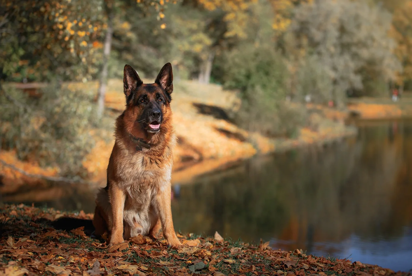 Chien Berger Allemand noir et feu