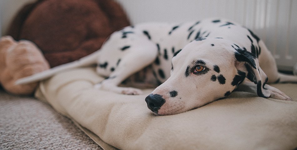 Beds resting