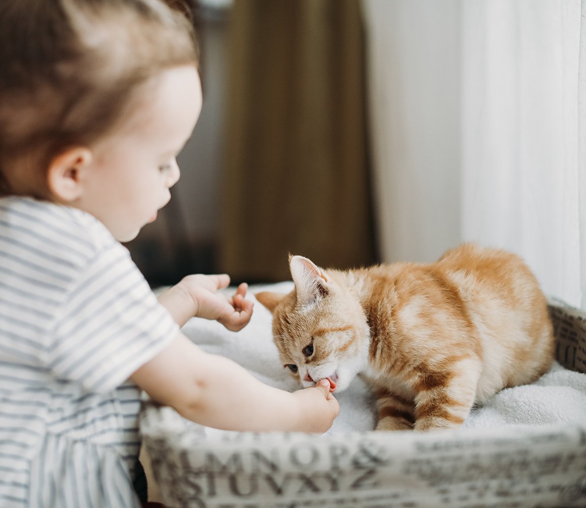 3.A-kitten-in-a-new-home1 3.A-kitten-in-a-new-home1