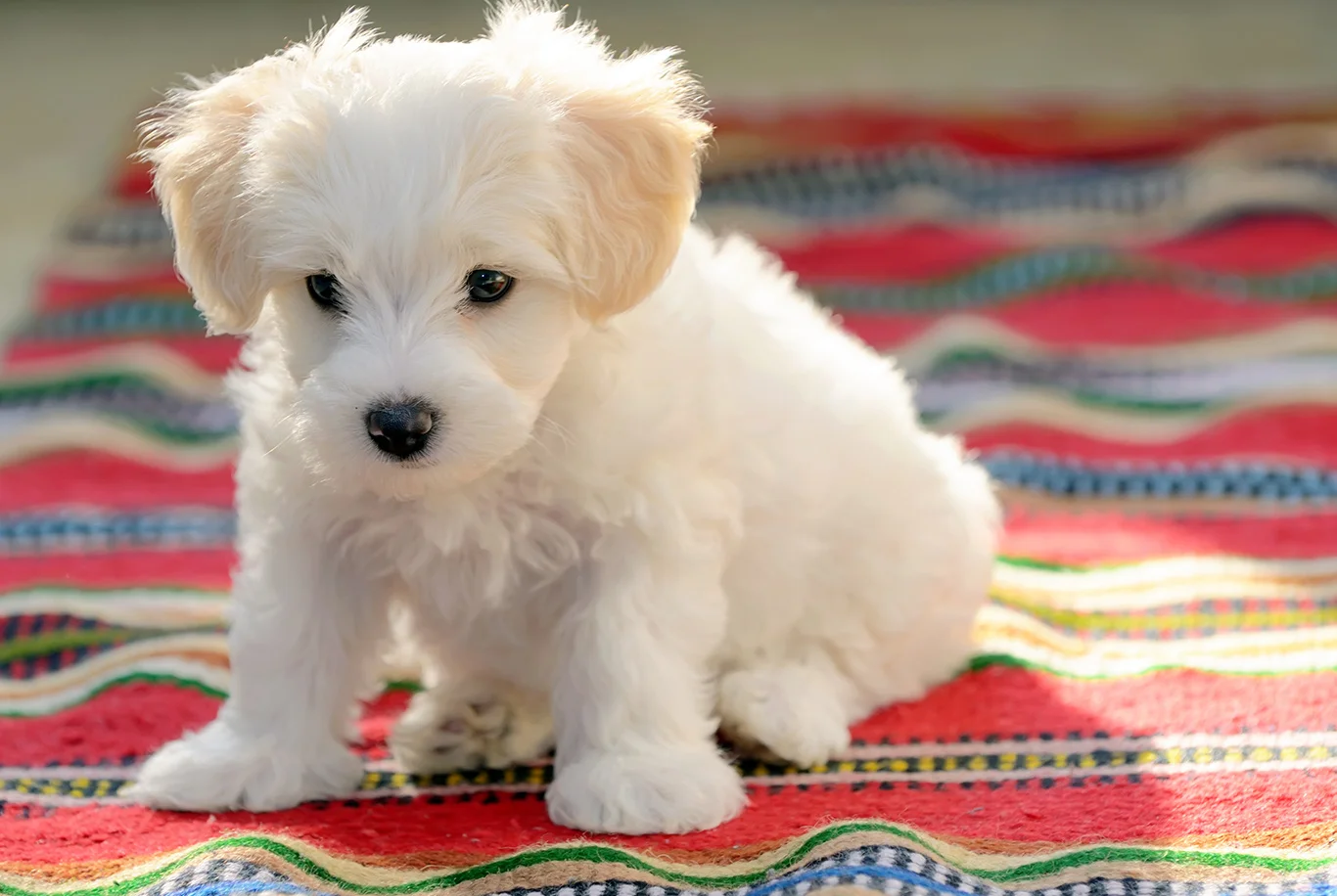 Chiot Bichon maltais assis sur un tapis