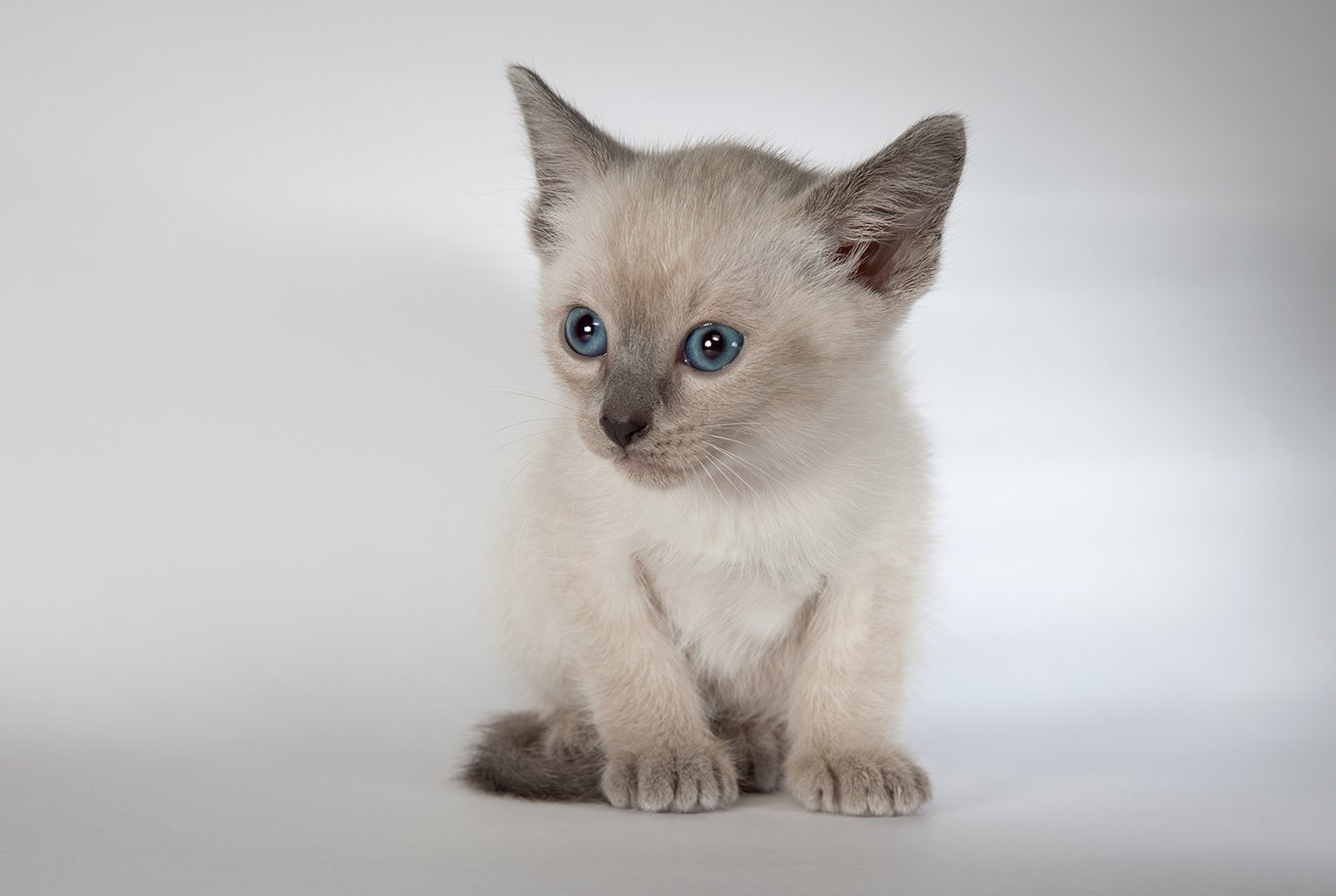 seal point siamese kitten