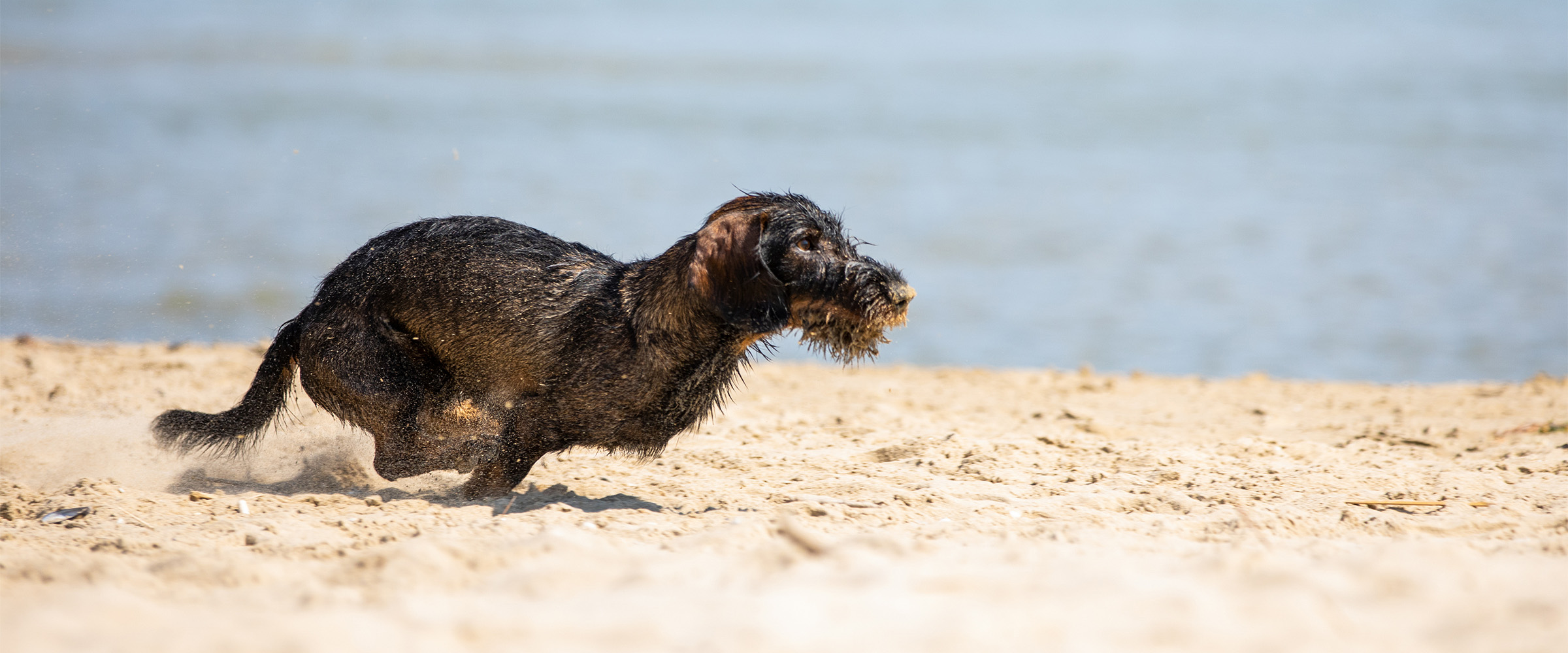 wirehaireddachshund-5