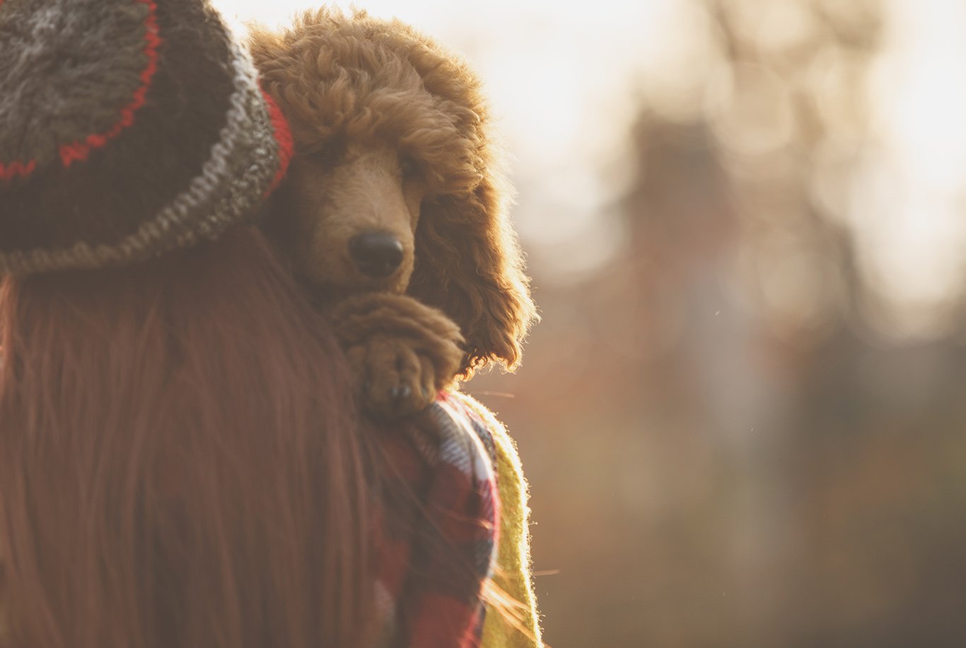 Find The Right Food For A Poodle