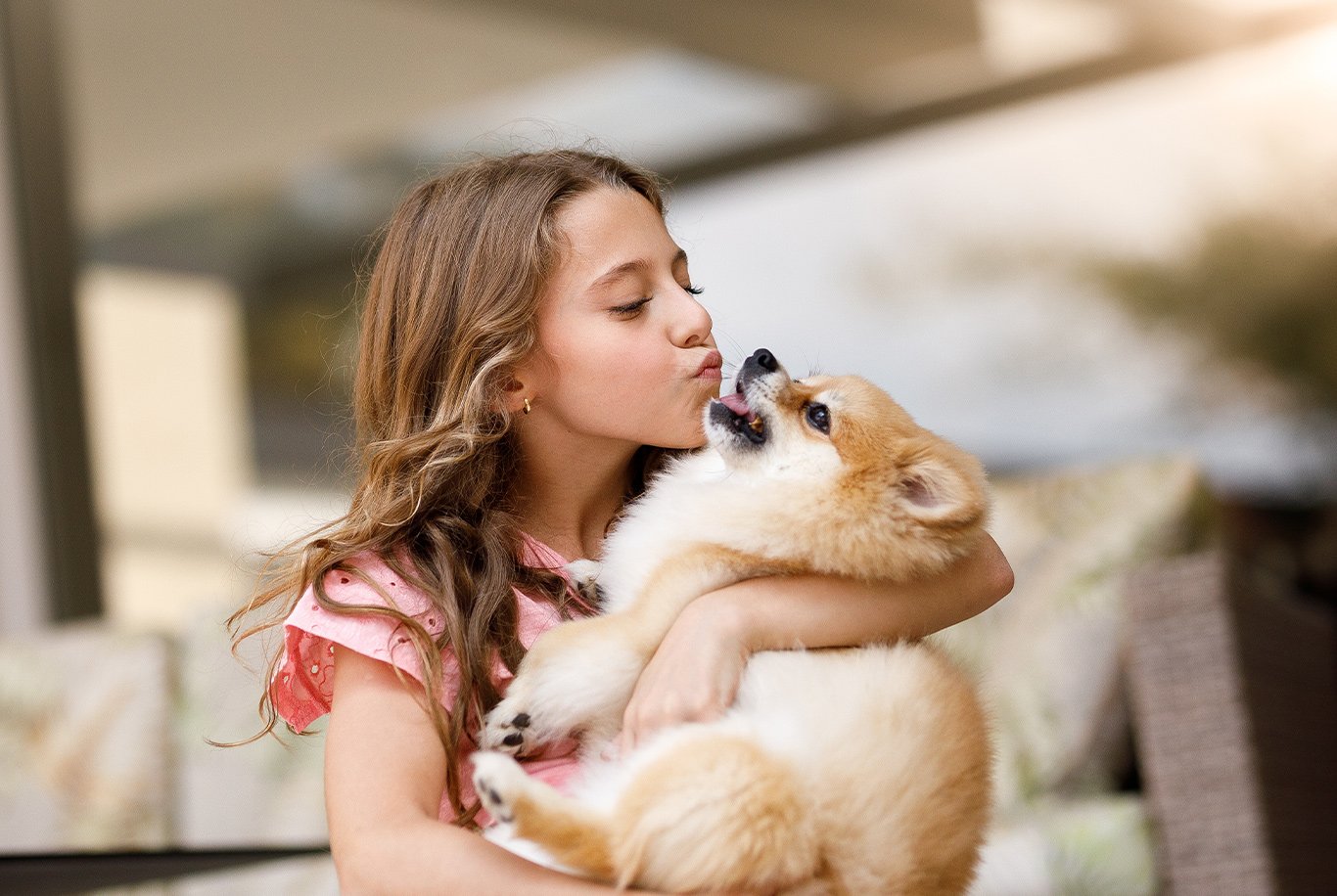 Lulu da Pomerânia o pequeno GRANDE cão!- Spitz alemão anão em Portugal