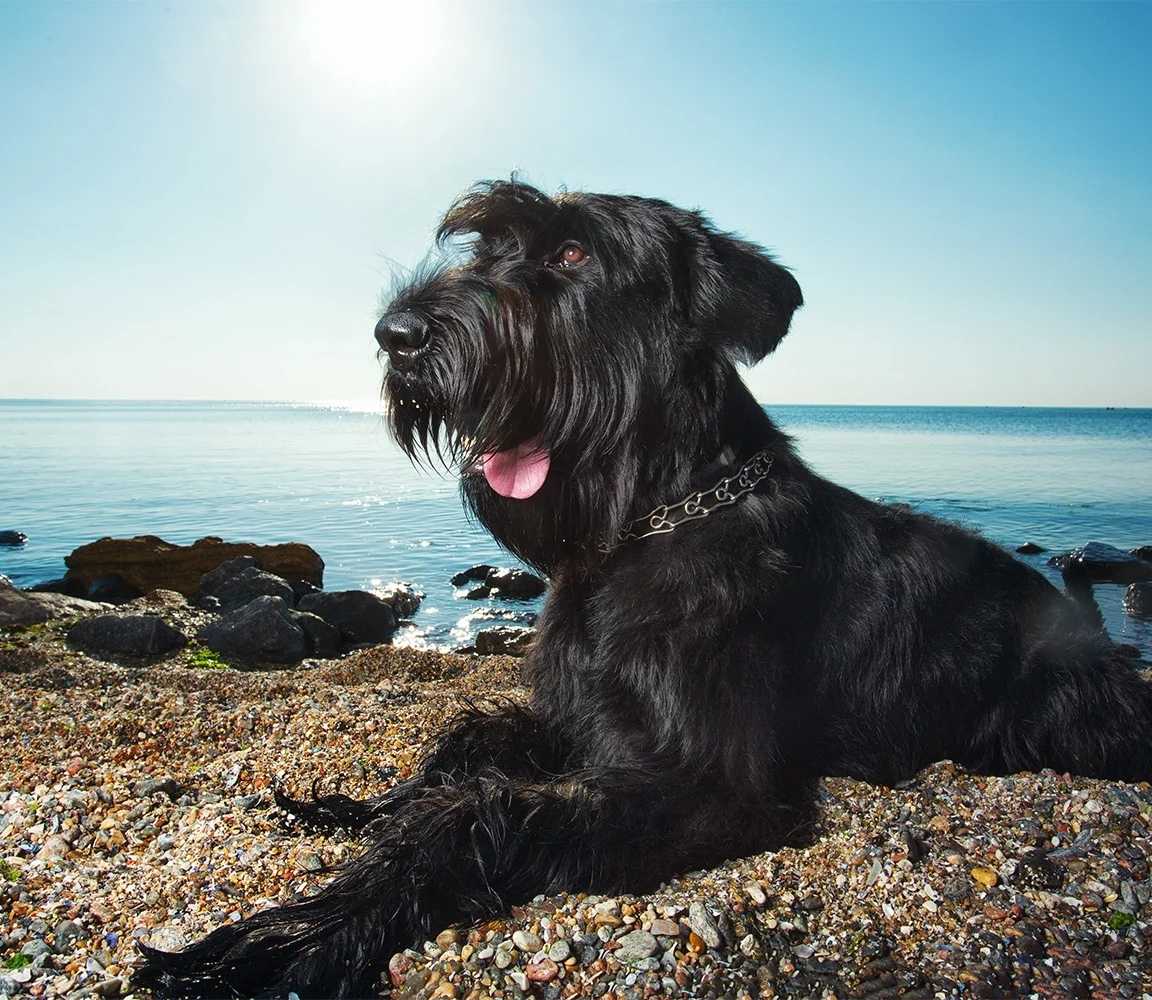Stor schnauzer på stranden. Husse kvalitetsfôr tilpasset store og gigantiske hunder for et sunt liv. Dyremat levert hjem på døren.