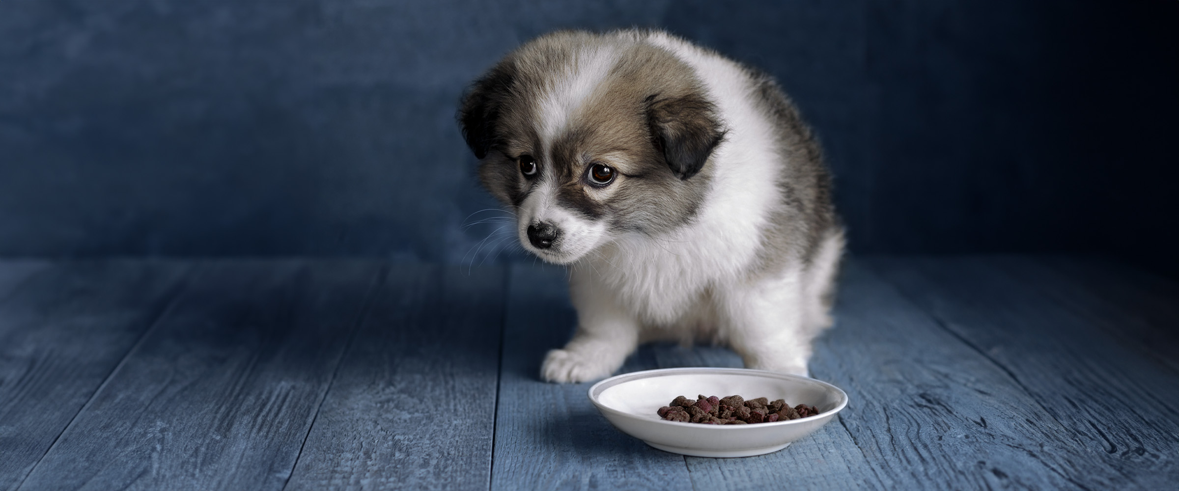 puppy_losing_appetite-2