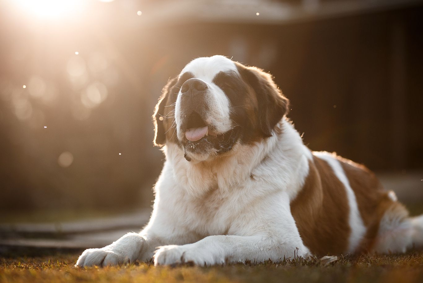 Best saint store bernard puppy food