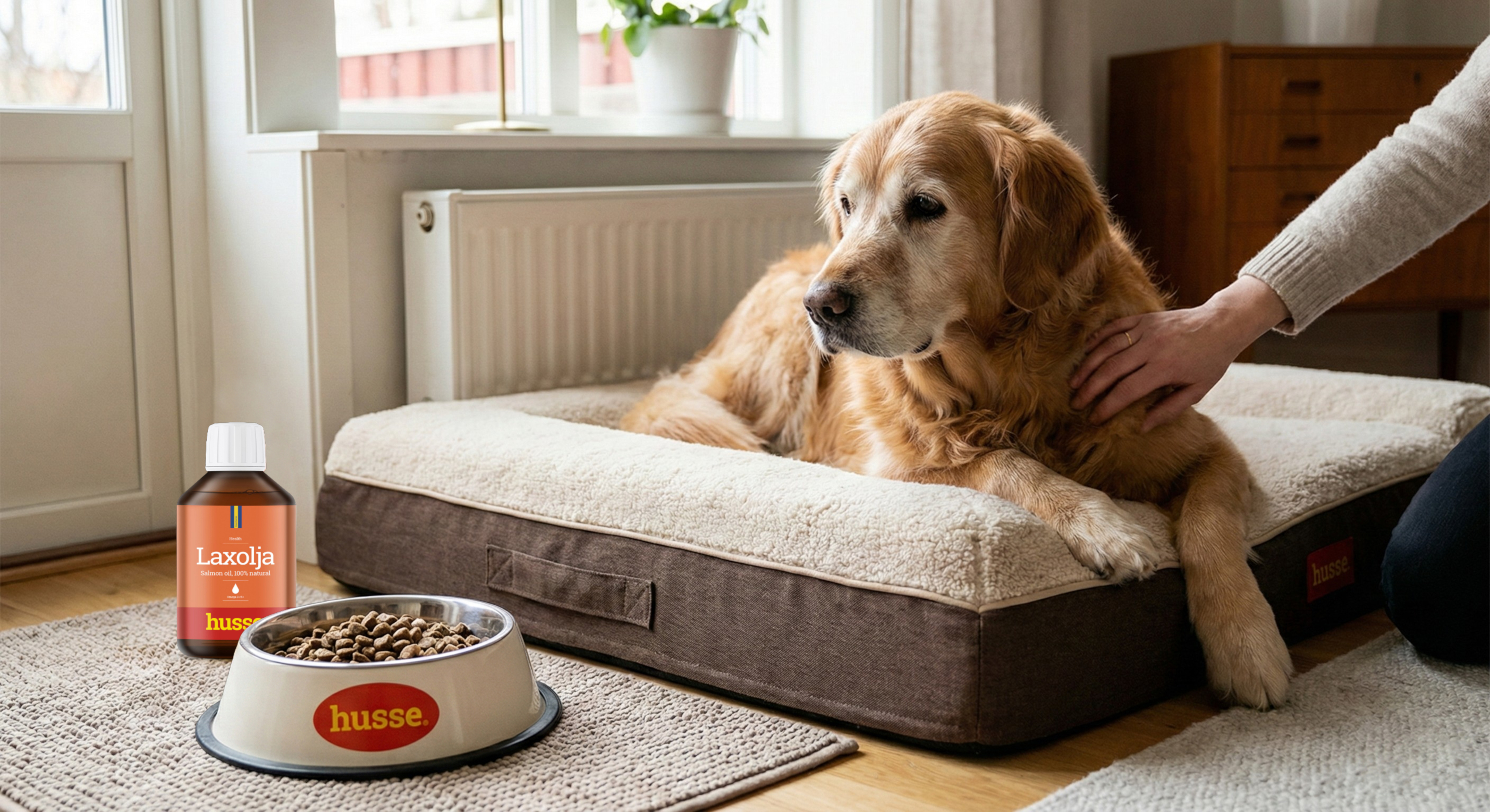 foto perro husse6000