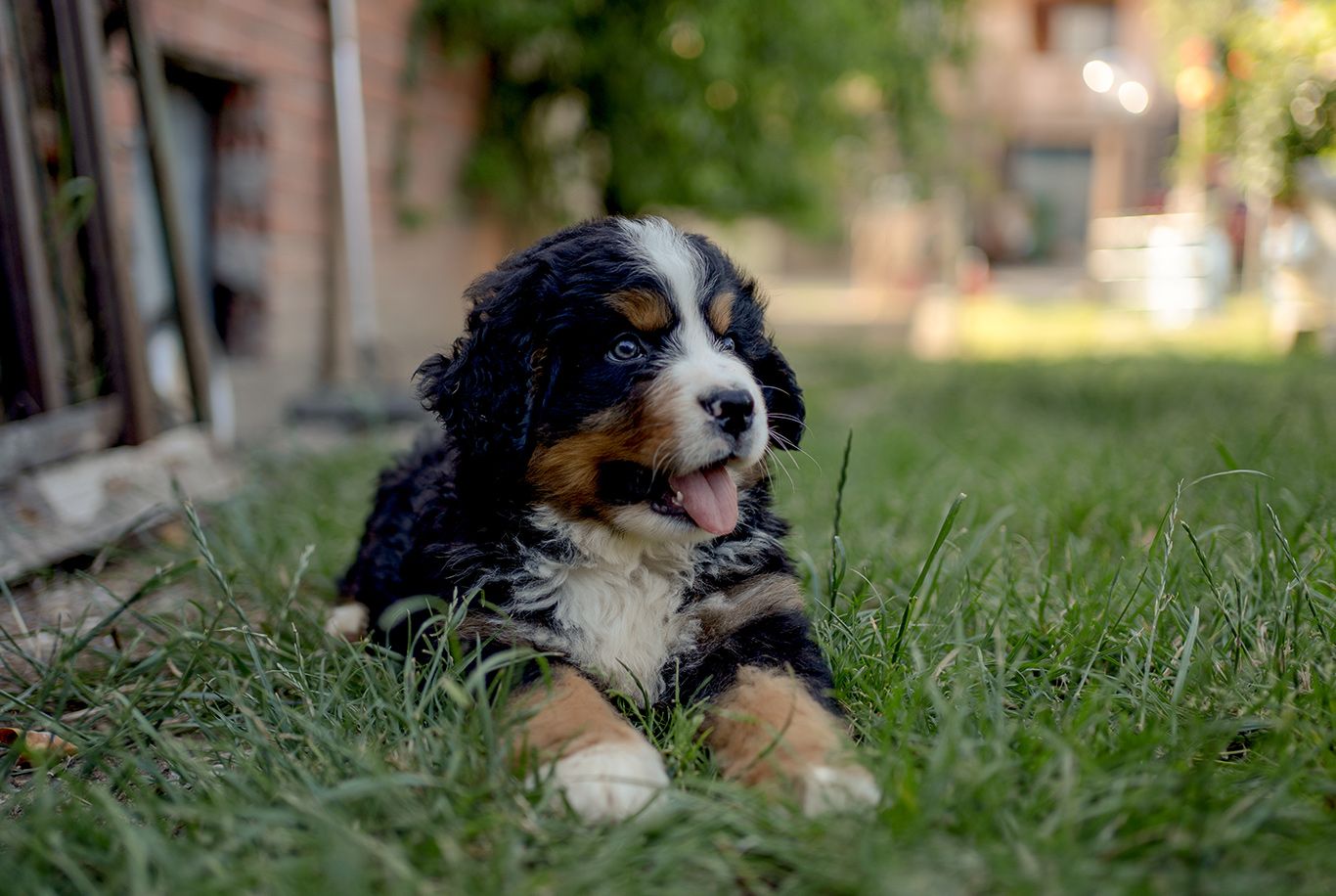 Bernese mountain dog outlet food