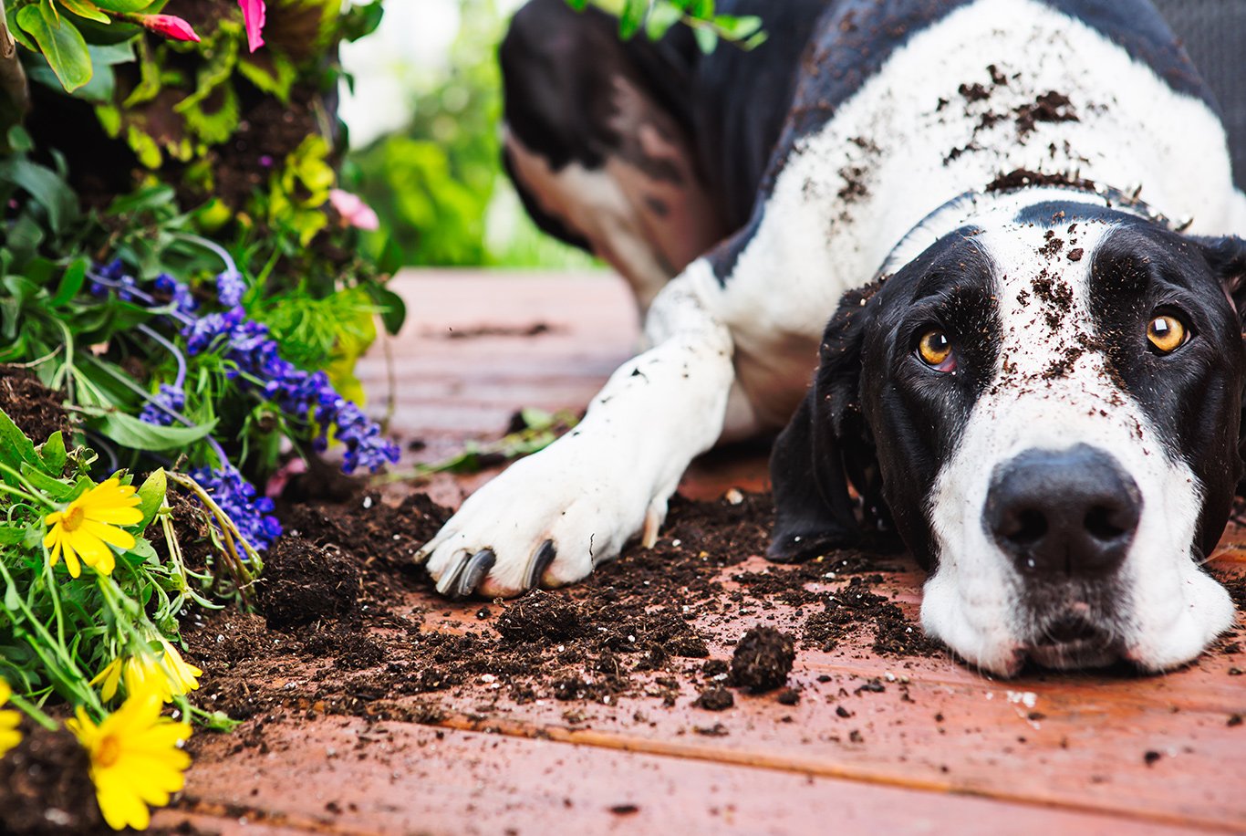 Great dane eating hot sale grass