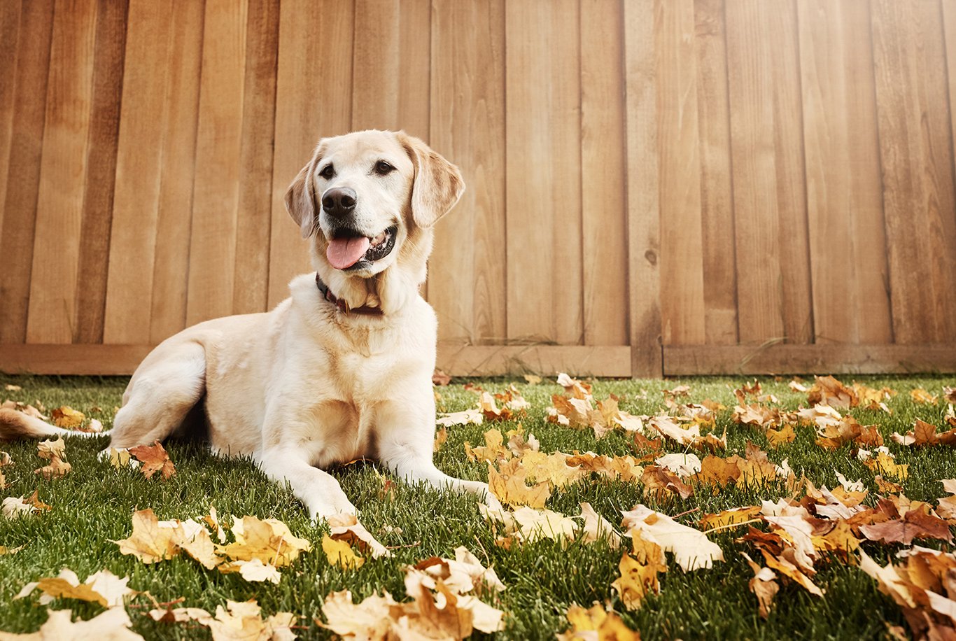 Labrador Retriever Características