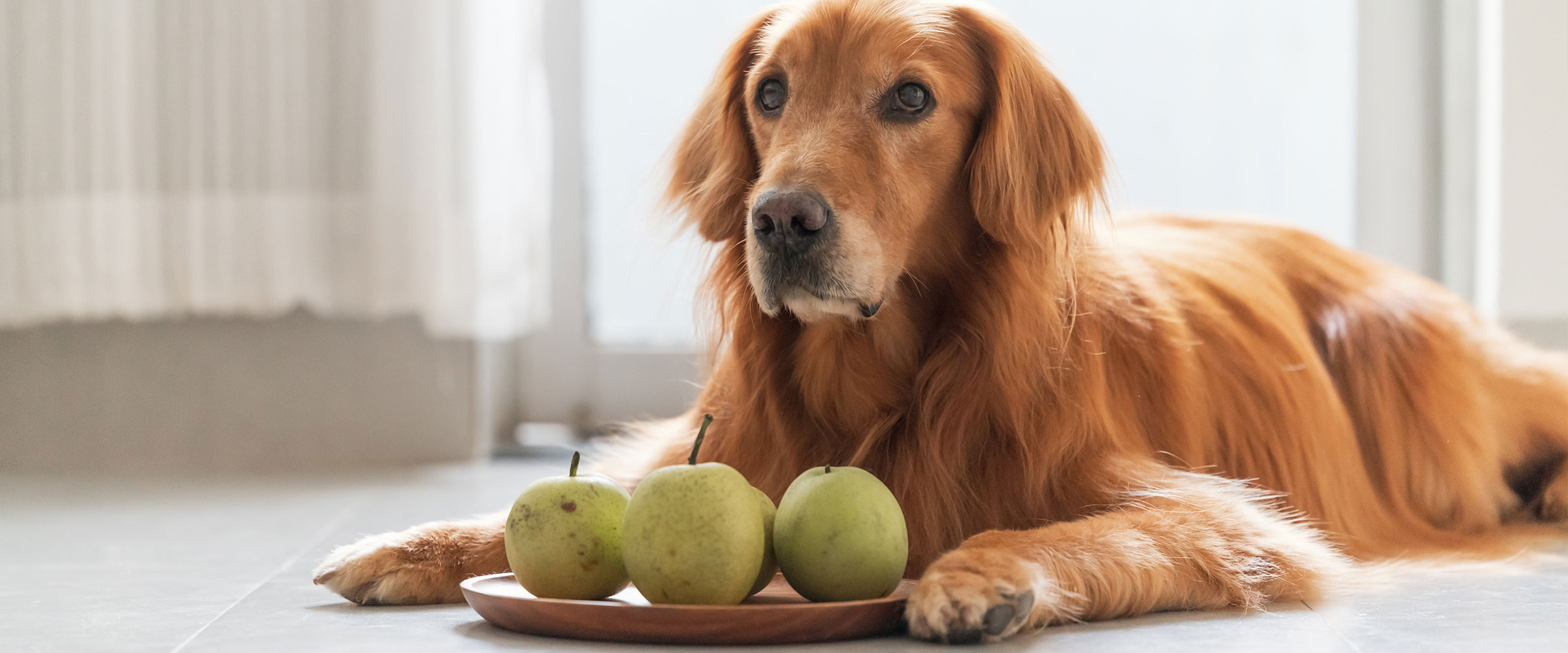 dog_and_pear_2