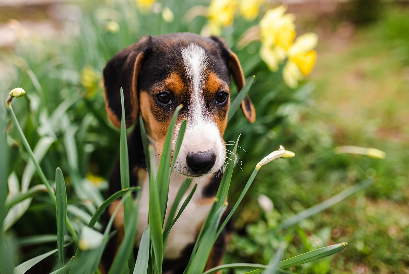 Chiot Beagle caché dans l'herbe