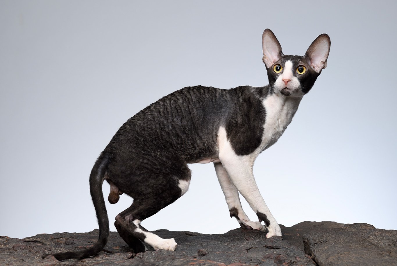 Cornish rex cat store personality