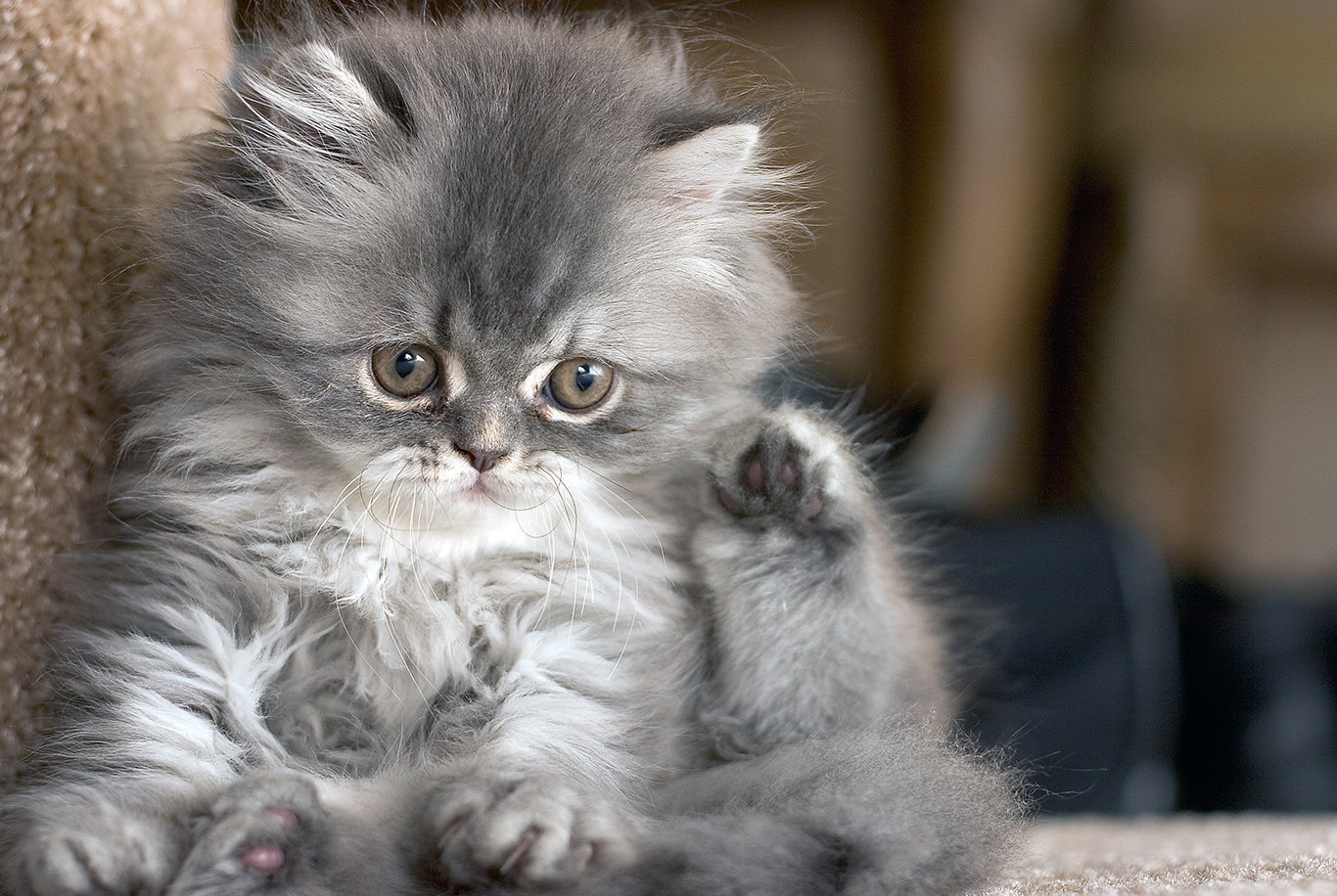 grey persian kittens