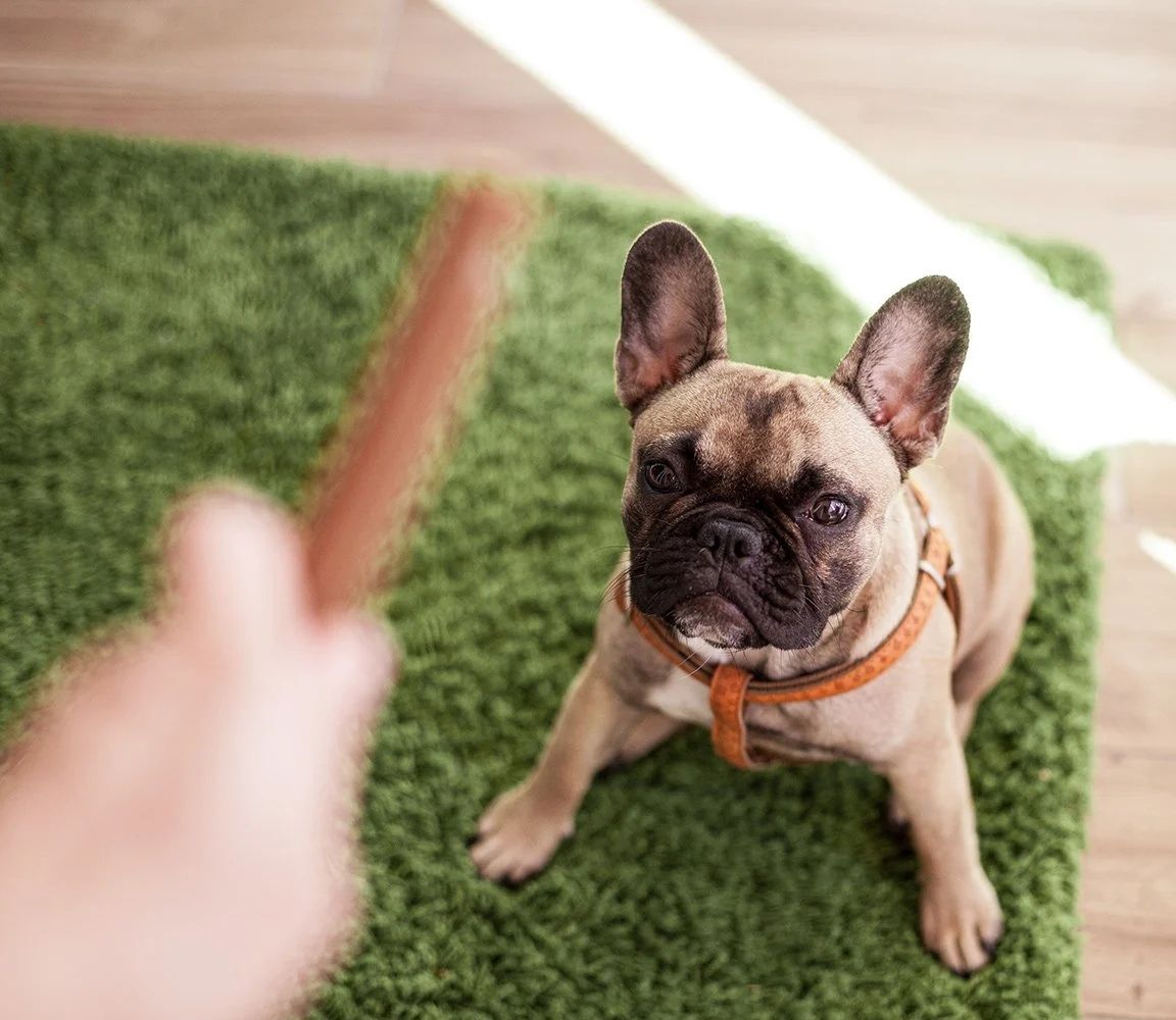 Hund med godbit Hund som venter på snacks. Tørrfôr utviklet for bedre vektkontroll hos overvektige hunder. Sunn ernæring med Husse dyremat levert hjem.
