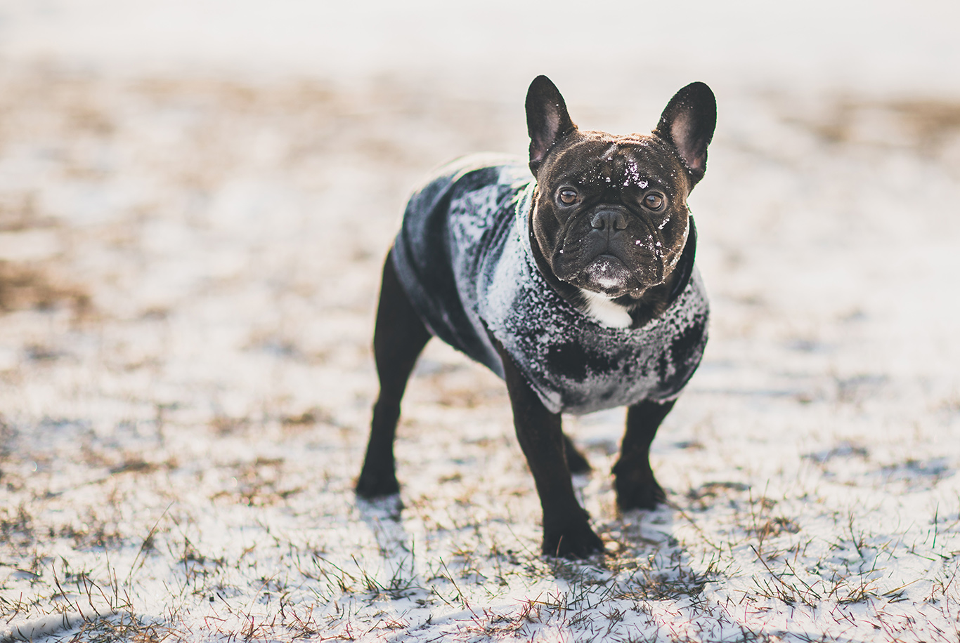 Passt ein Französische Bulldogge zu mir? - Hund kaufen Österreich