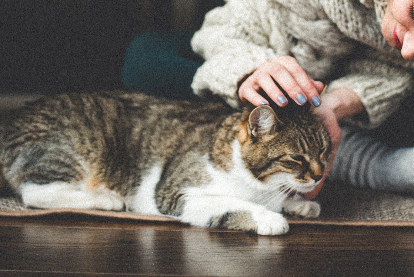 Pâtée pour chat adulte au boeuf fabriquée en France - Hariet & Rosie