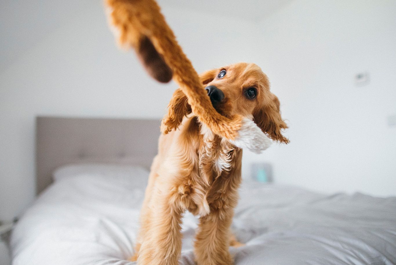 Food for clearance cocker spaniel puppy