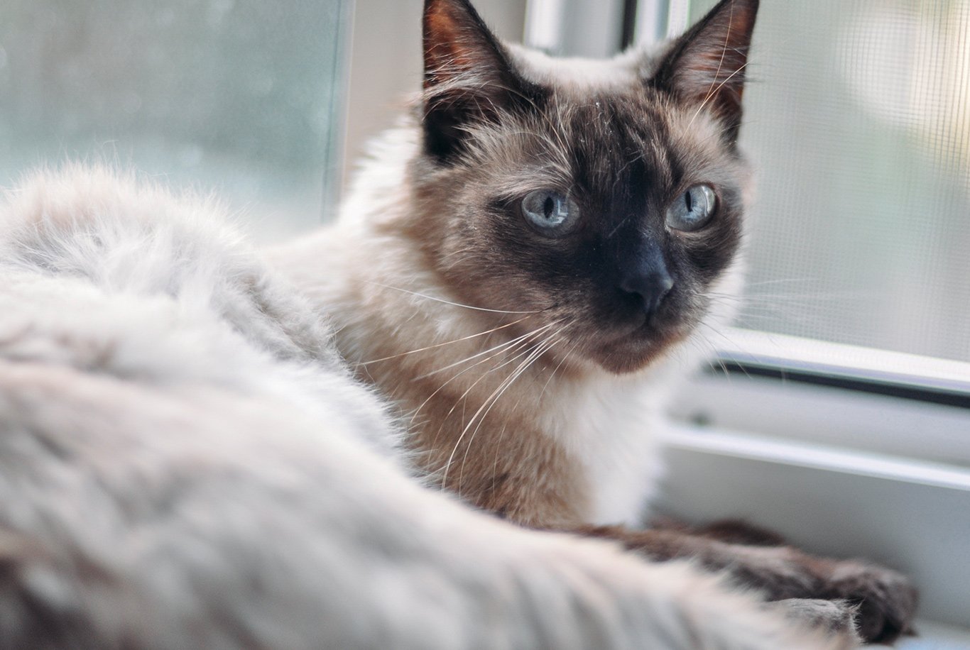 Best diet for siamese cats sale