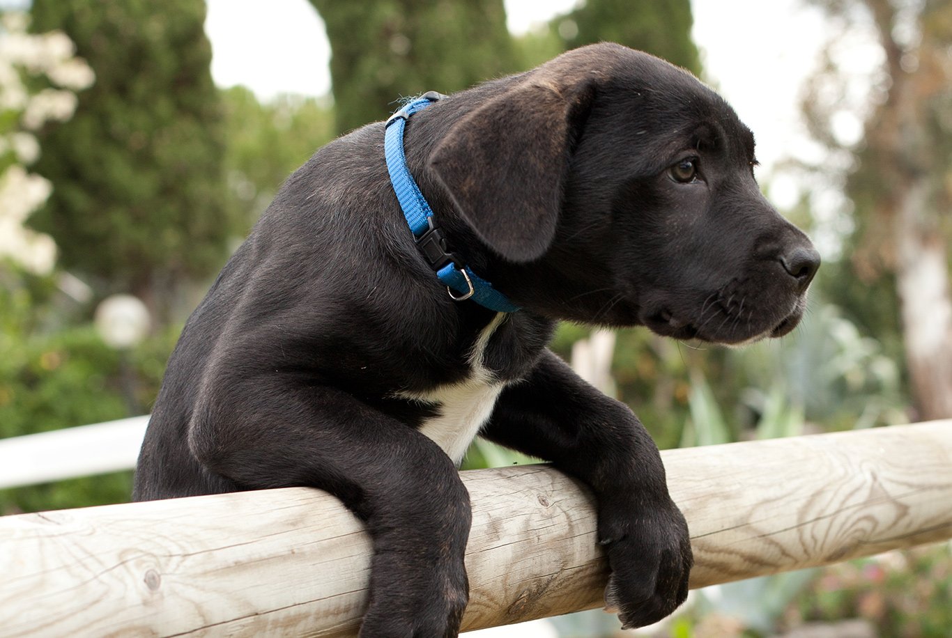 Find the right food for a Cane Corso