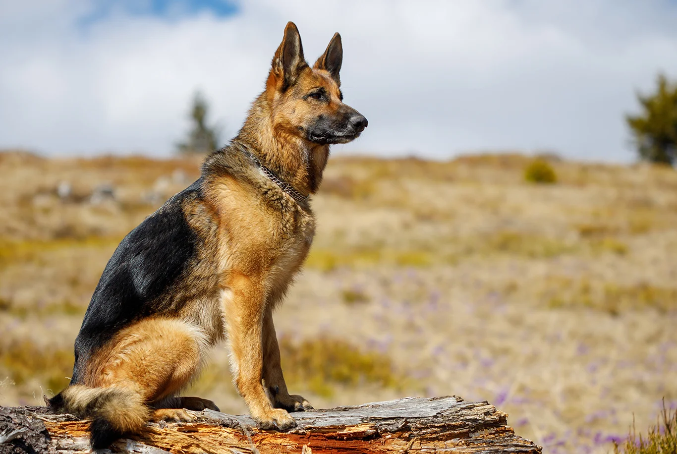 Berger Allemand, chien noir et feu