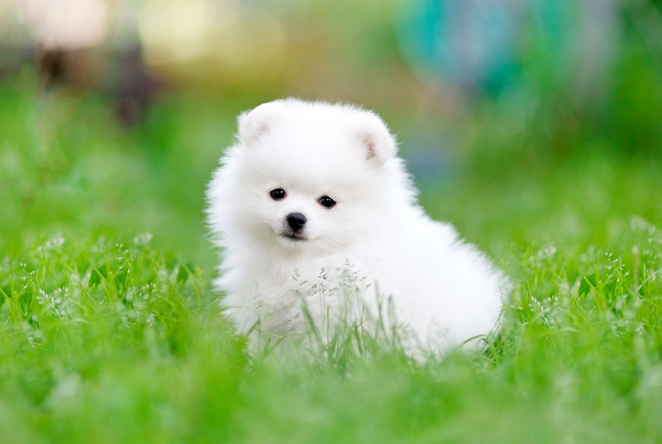 Pomeranian