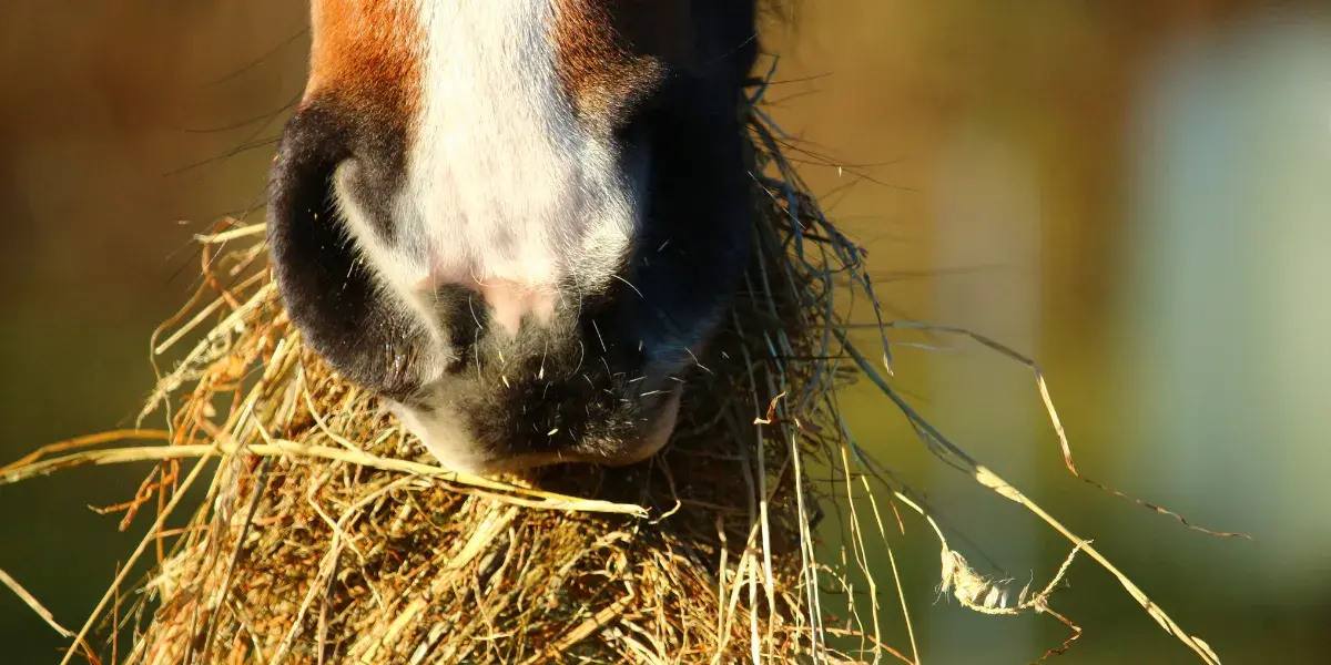 comportement-alimentaire -cheval