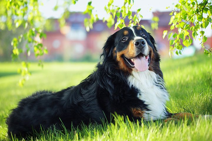 bernese-main-mob