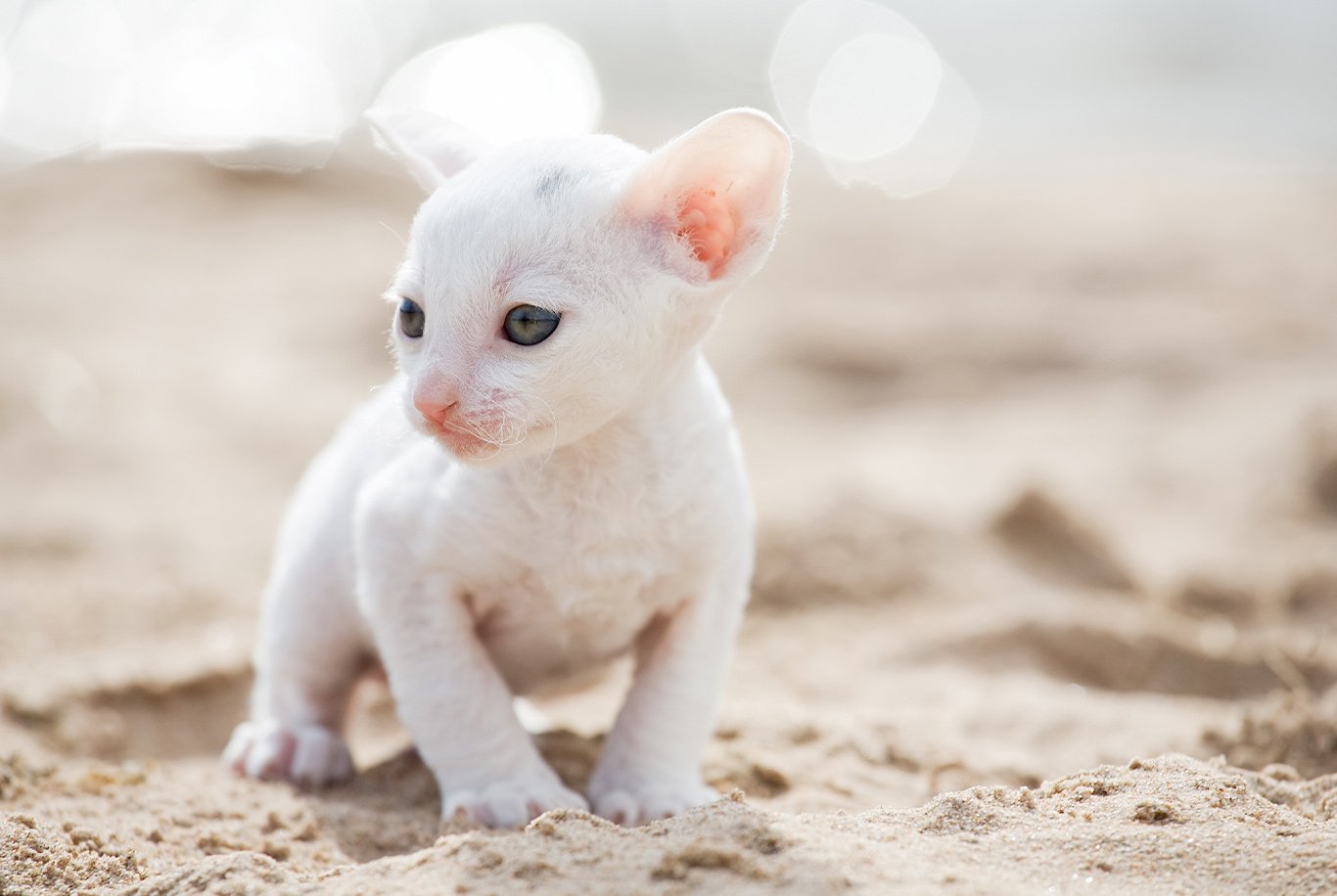 Find the right food for a Cornish Rex cat