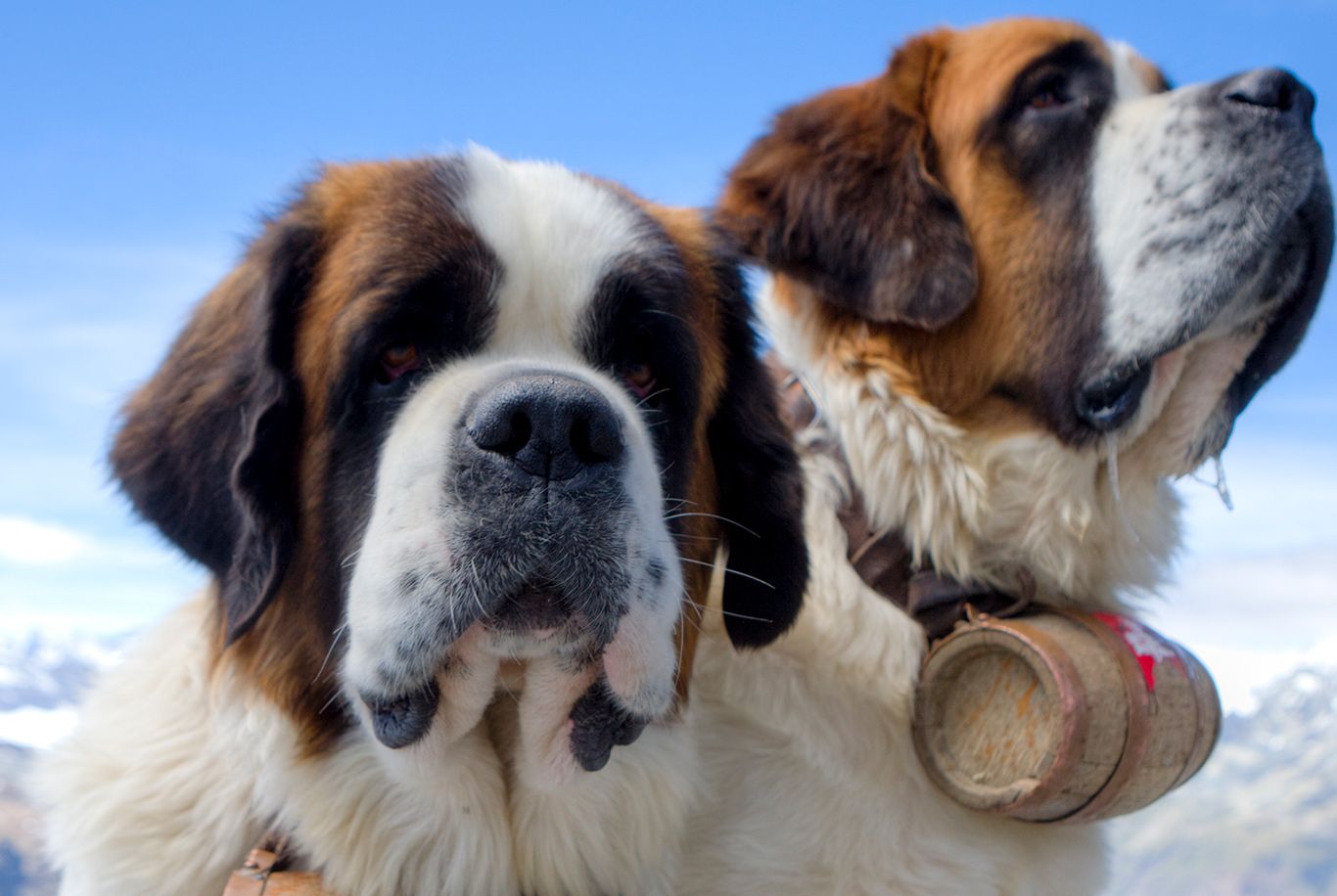 St hotsell bernard muzzle