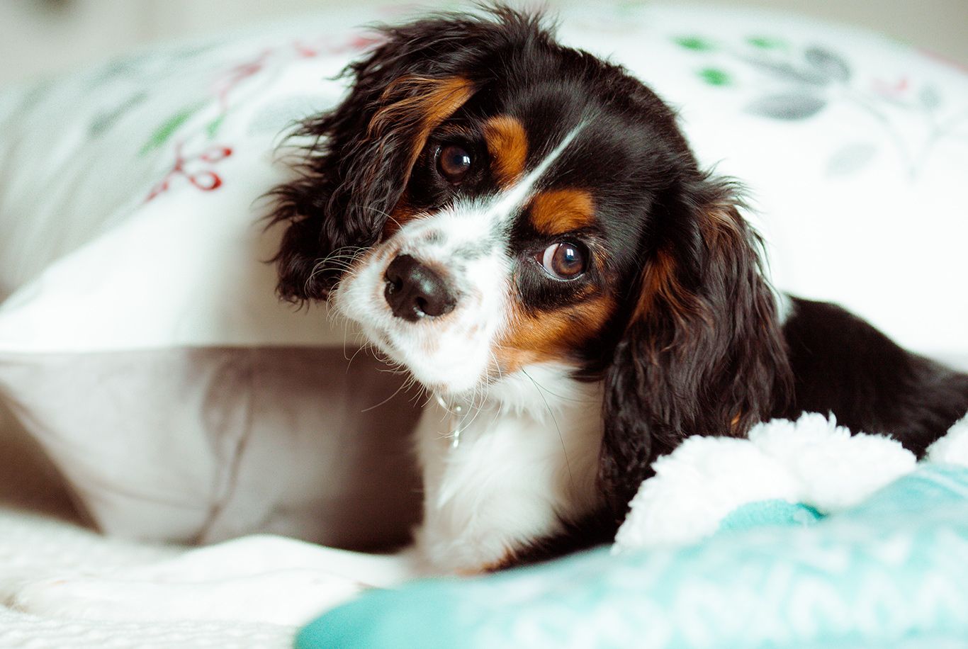 Find the right food for a Cavalier King Charles Spaniel