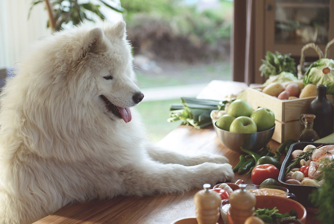 Best food for on sale samoyed