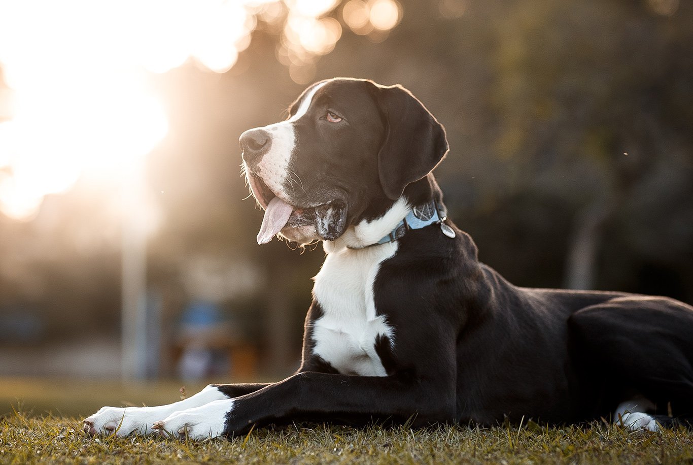 Great dane discount sensitive stomach