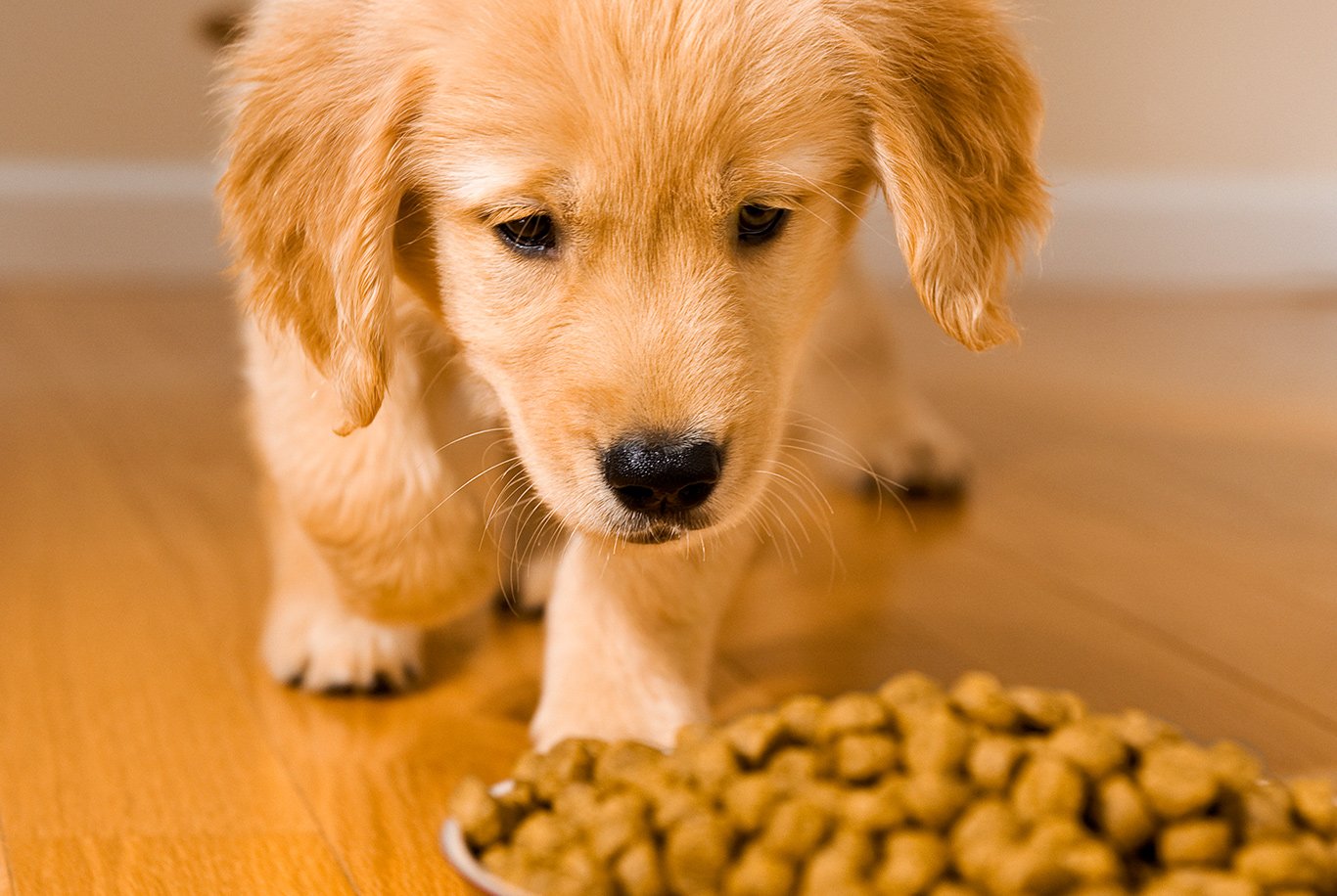 Golden retrievers and grain hotsell free food