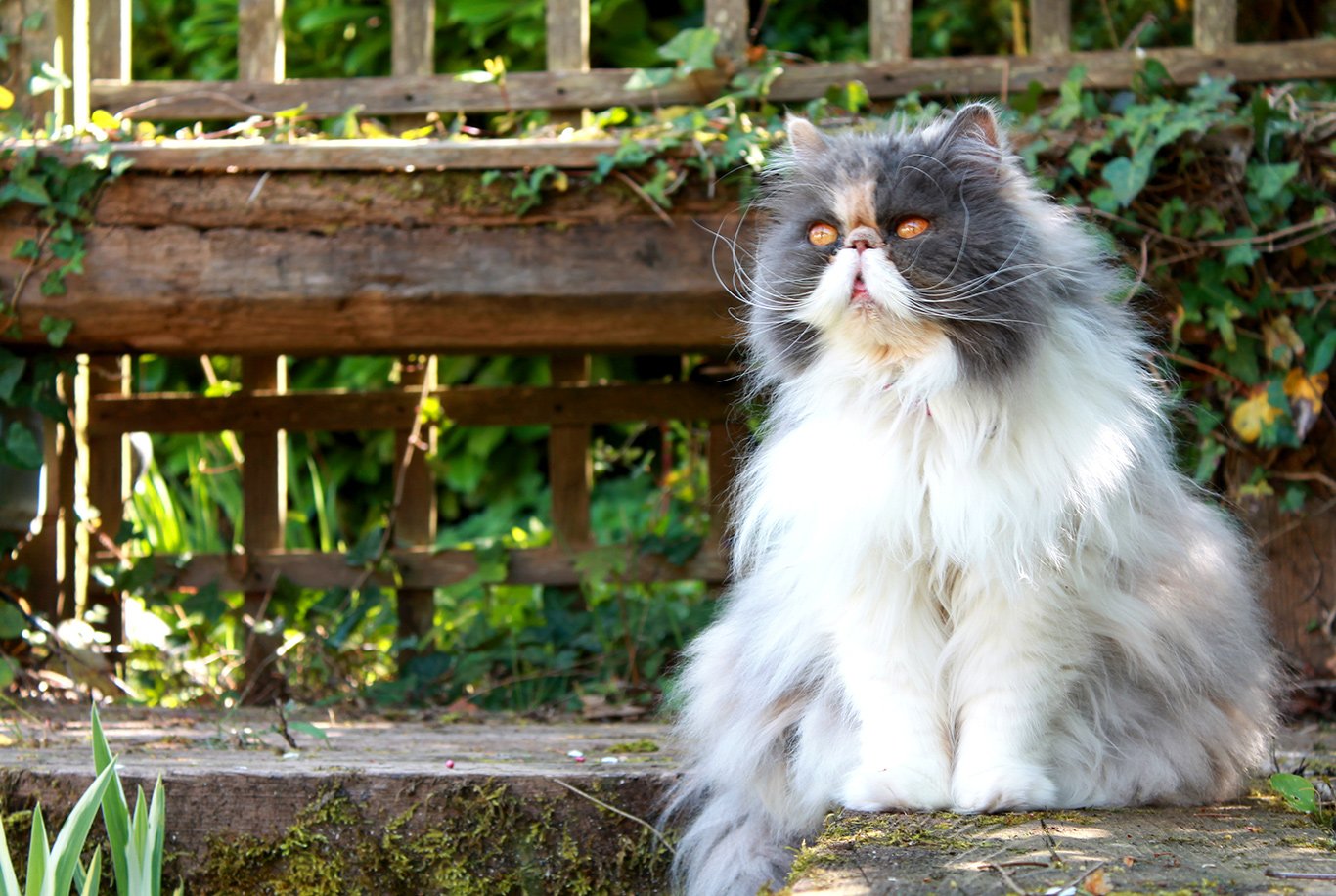 Best food for outlet persian kitten