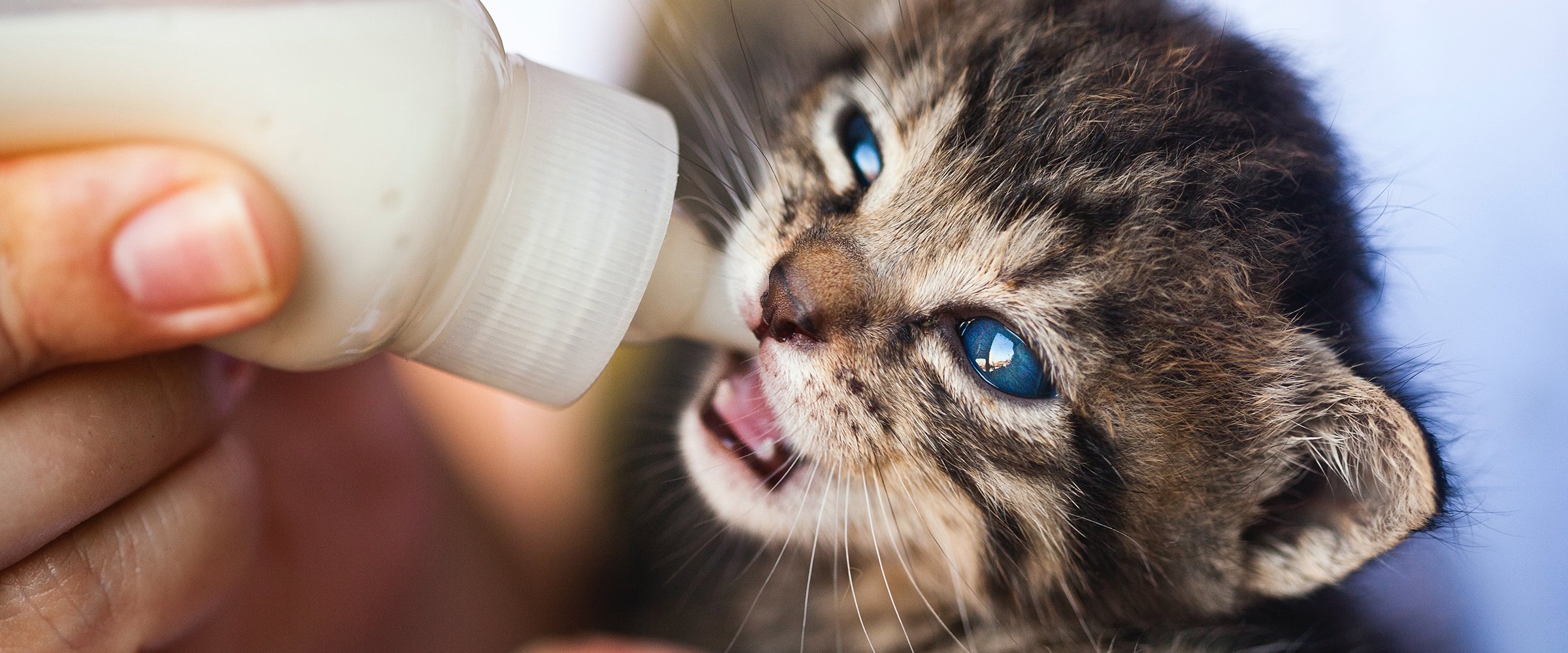 Cat hotsell eating milk