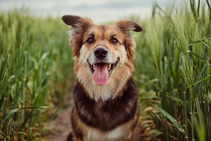 Osso da Masticare Bianco per l'igiene dentale cani del cane