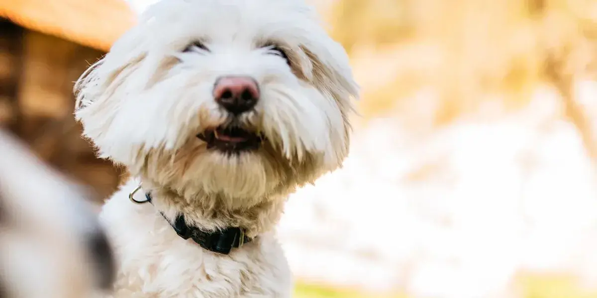 Bichon maltais un chien de petite taille blanc