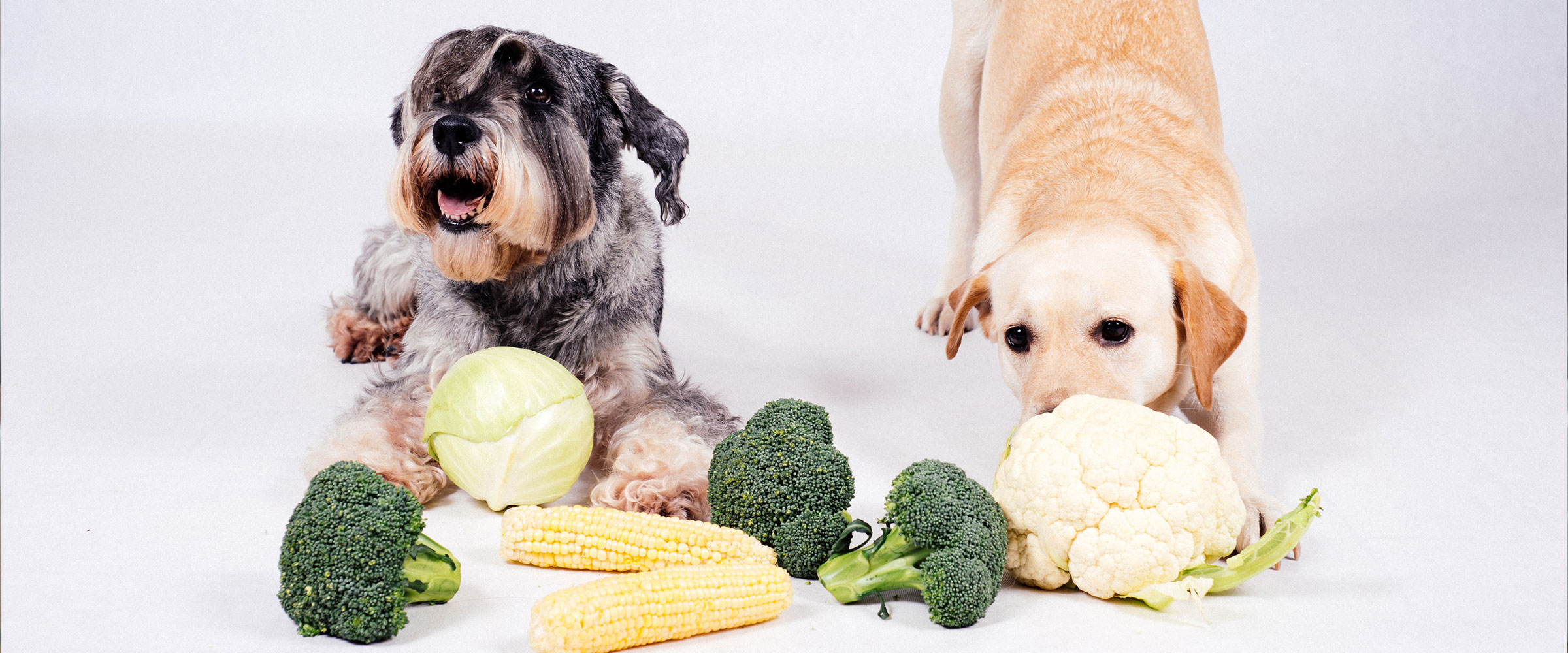 dog _and_cauliflower