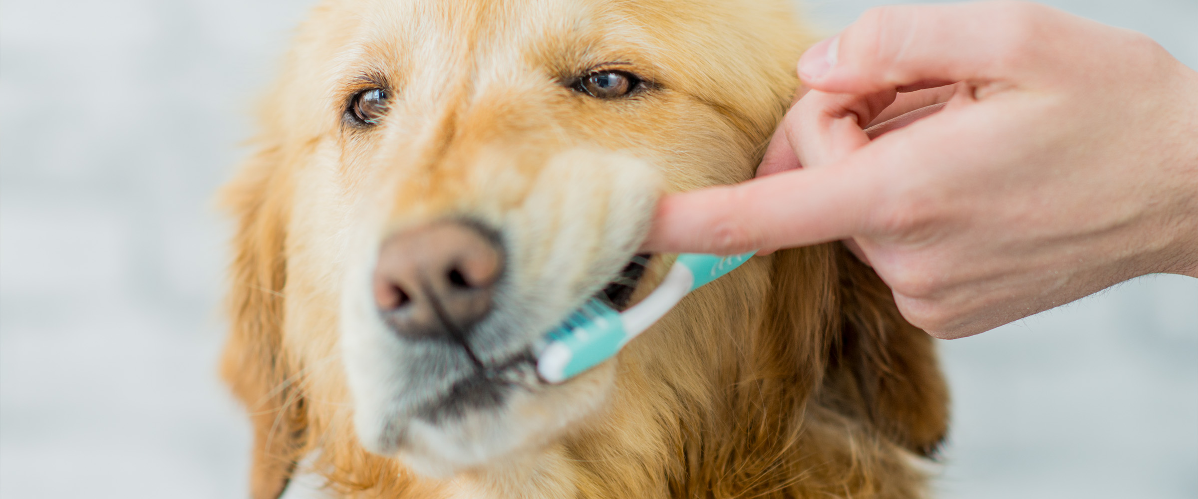 toothpaste for dog_2