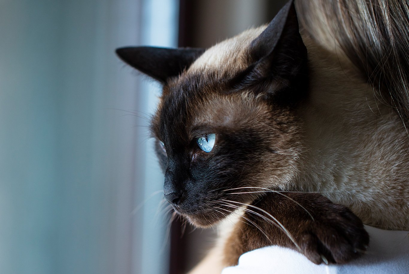 IV. Factors That Contribute to Siamese Cats' Sensitive Stomachs