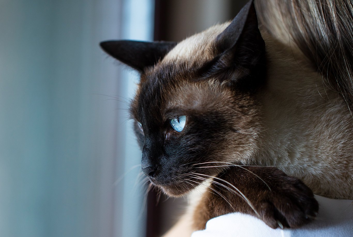 black siamese cats