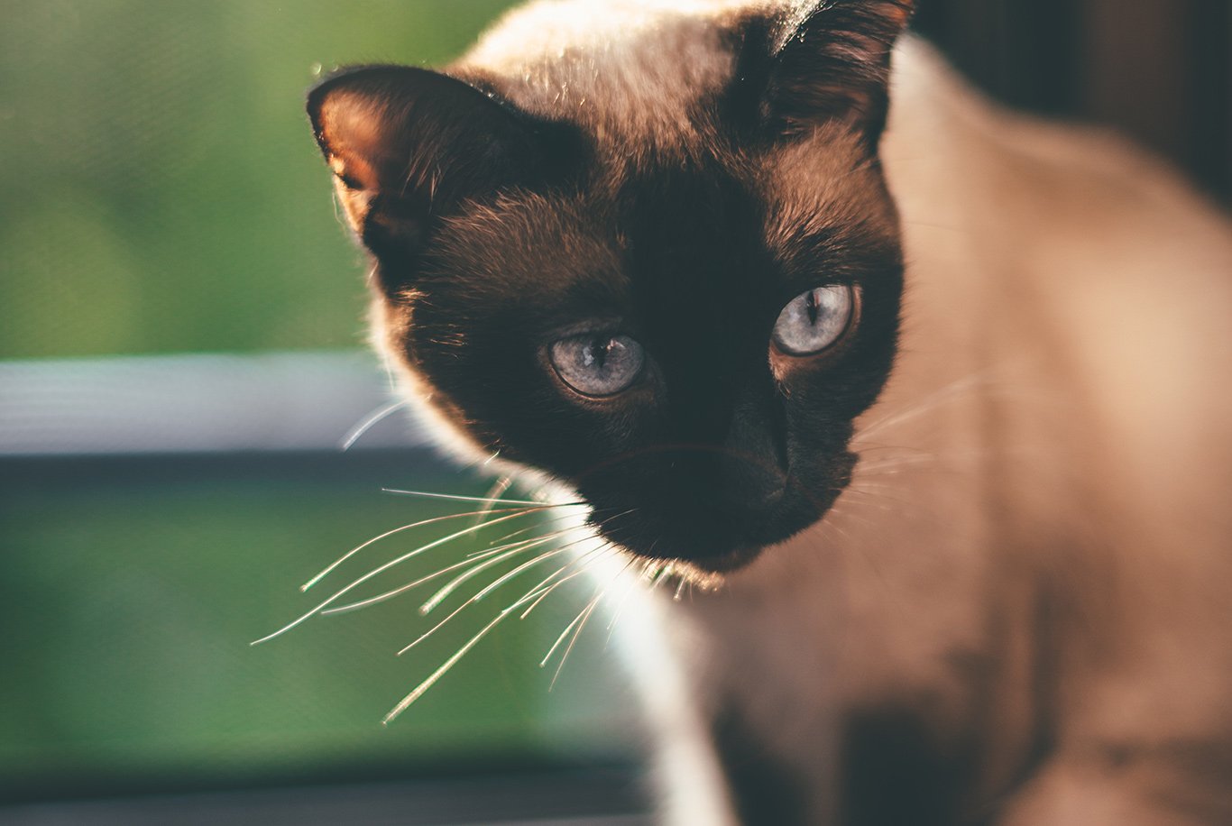 Best food for siamese shop cat with sensitive stomach