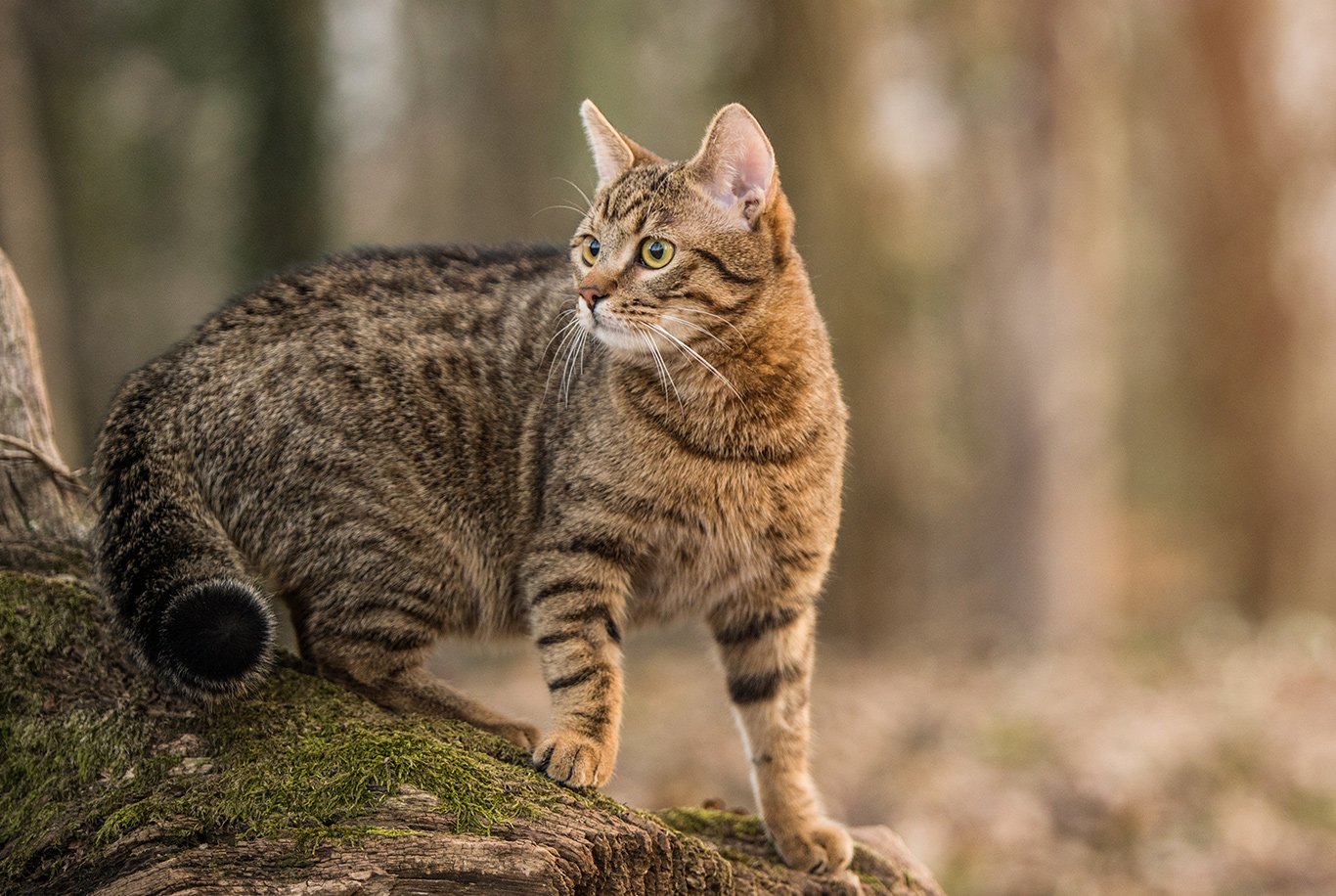 Vermi´chat vermifuge naturel pour chat - essentiel