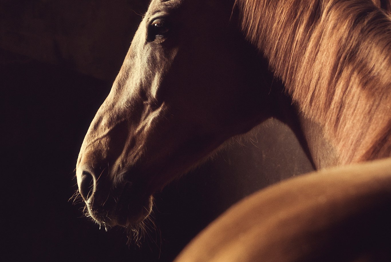 Pâte Hygiène Intestinale Cheval - Husse