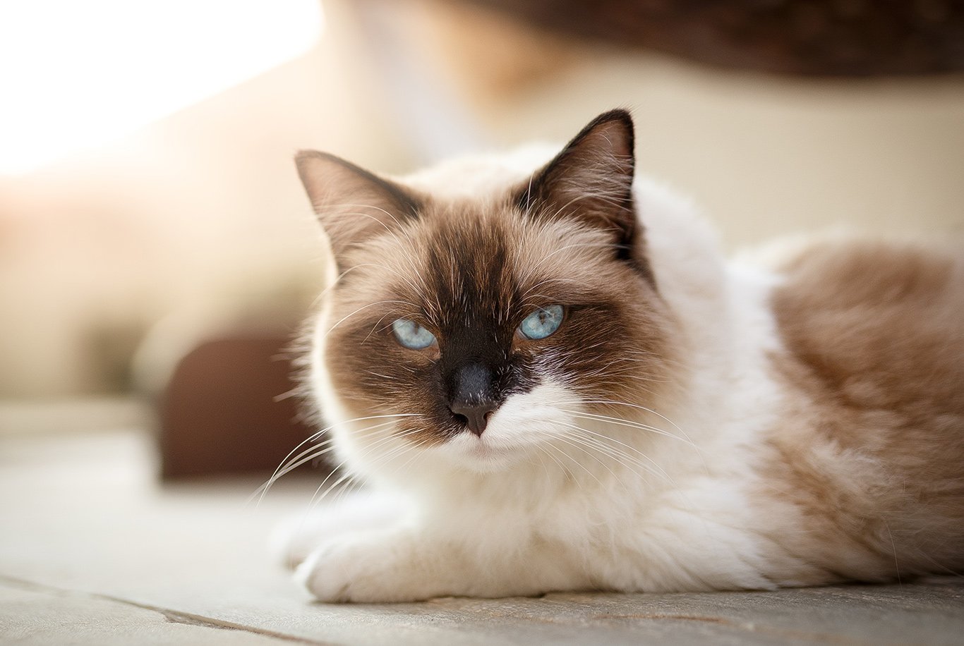 Learn About The Ragdoll Cat Breed From A Trusted Veterinarian